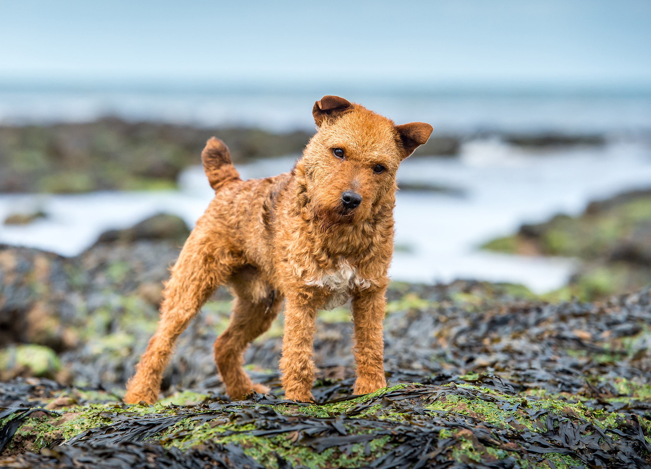 The Bold and Bristly Lakeland Terrier: A Pint-Sized Package of Courage