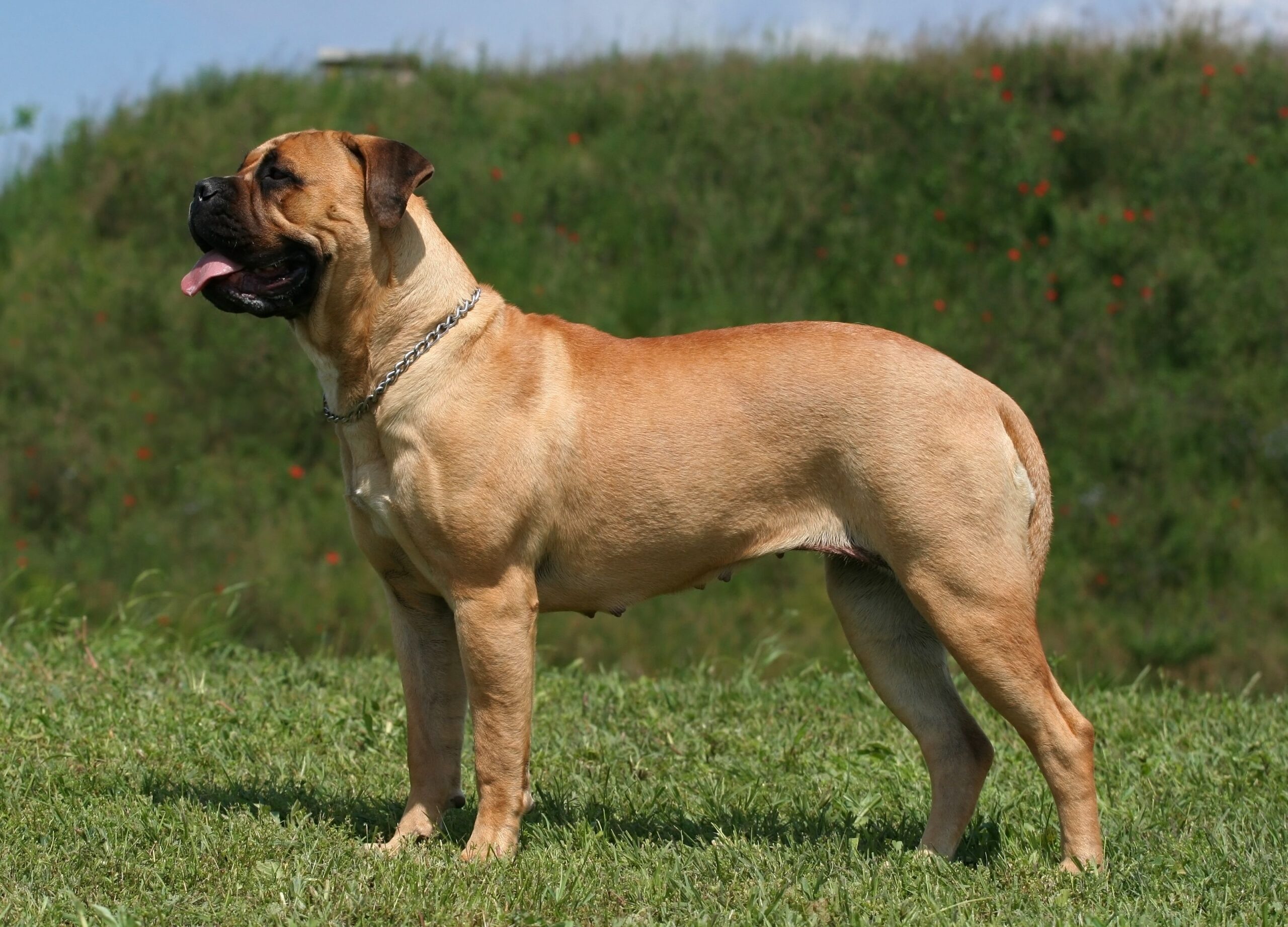 The Magnificent Mastiff: Why These Gentle Giants Make Surprisingly Amazing Companions