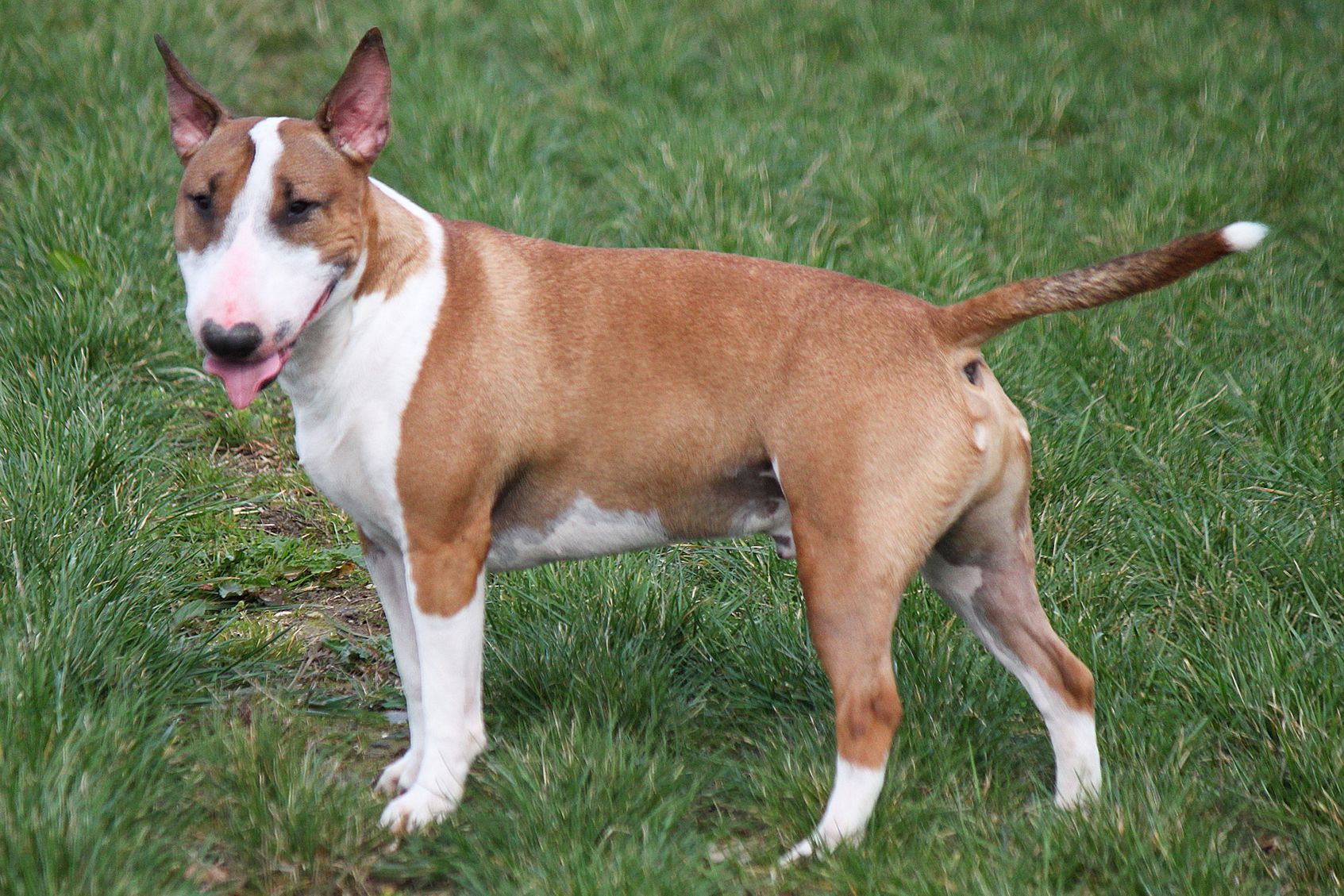 The Miniature Bull Terrier: A Pint-Sized Package of Boldness and Charm