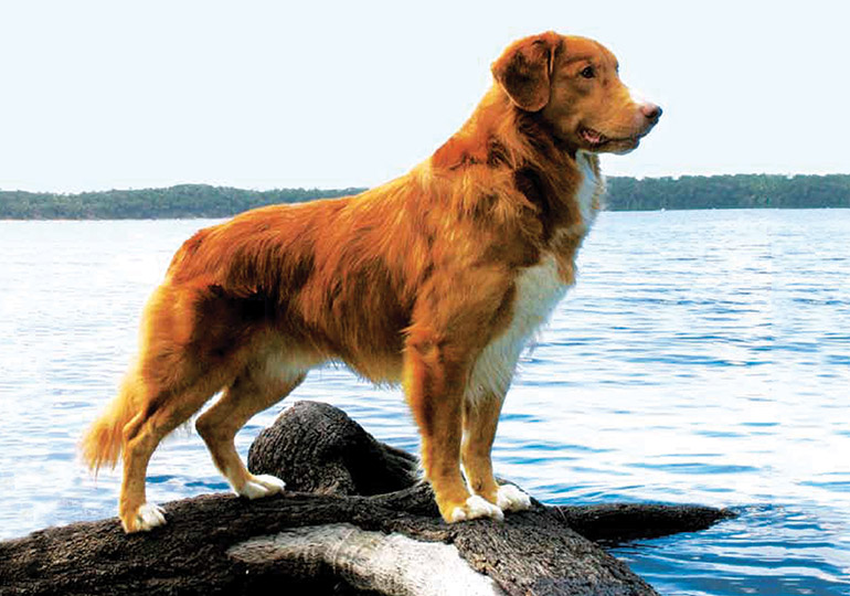 Nova Scotia Duck Tolling Retriever: The Captivating “Little Red Fox Dog” with a Unique Hunting Style (Complete Breed Guide)