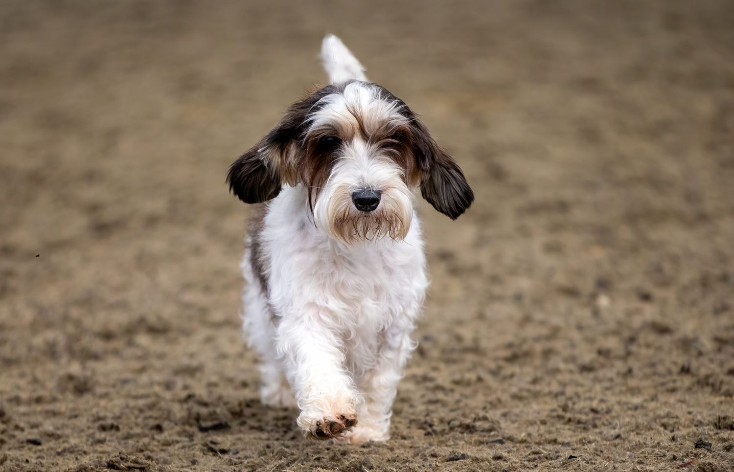 Unleashing Joy: Everything You Need to Know About the Petit Basset Griffon Vendéen