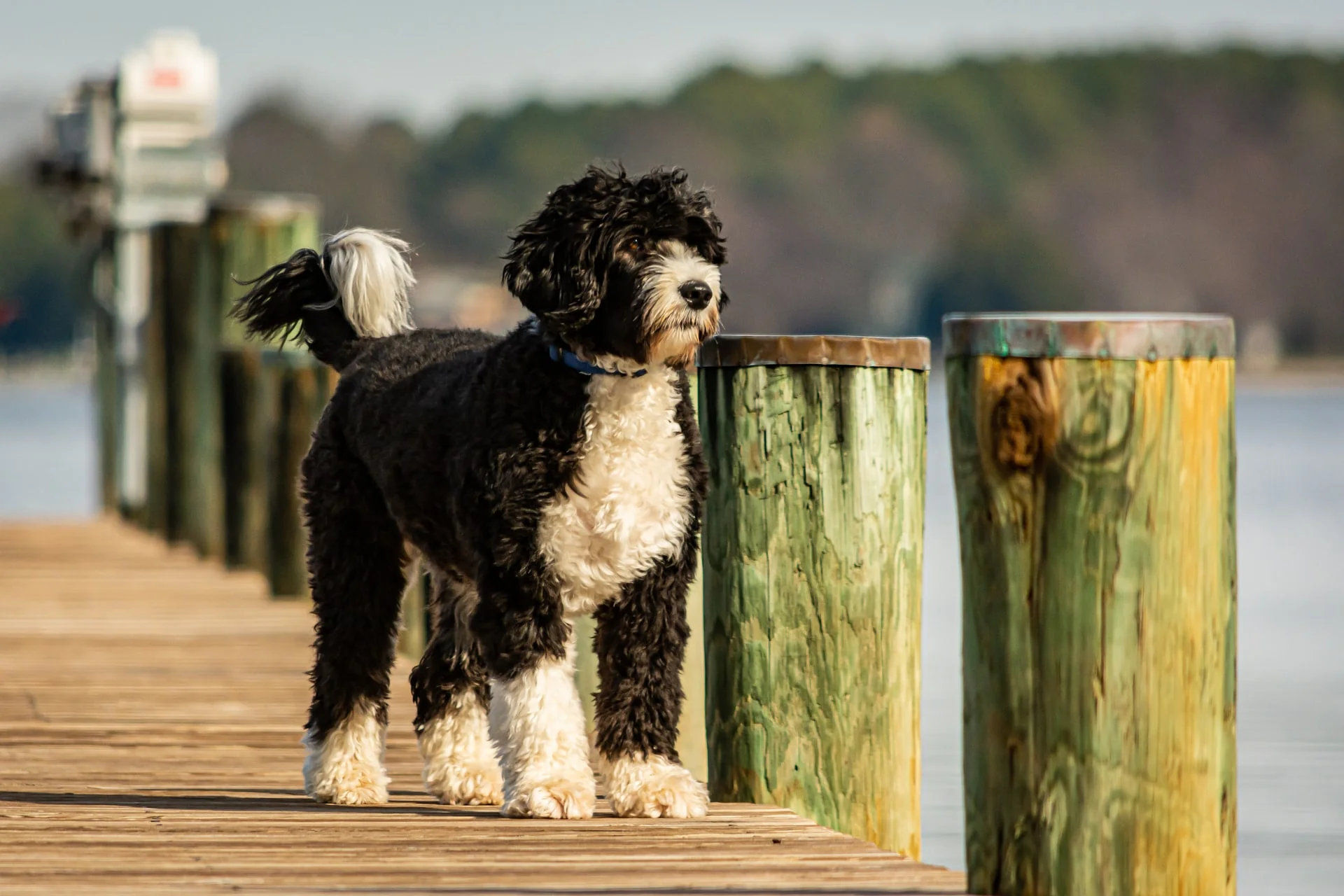 Portuguese Water Dog: The Presidential Pup with Waterproof Curls and Work Ethic
