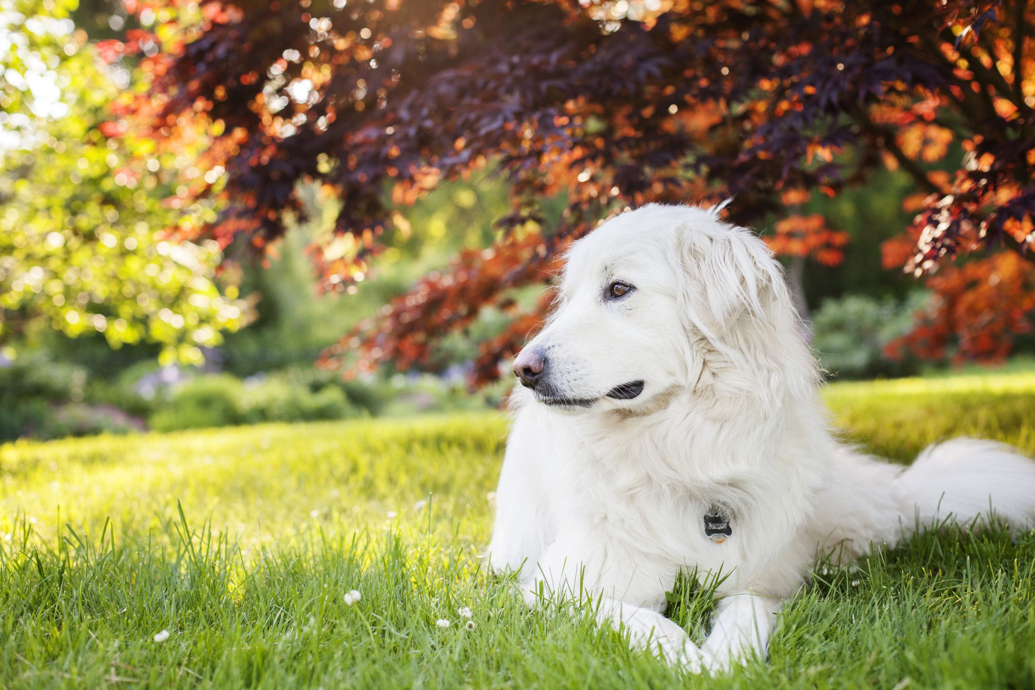 Pyrenean Mountain Dog