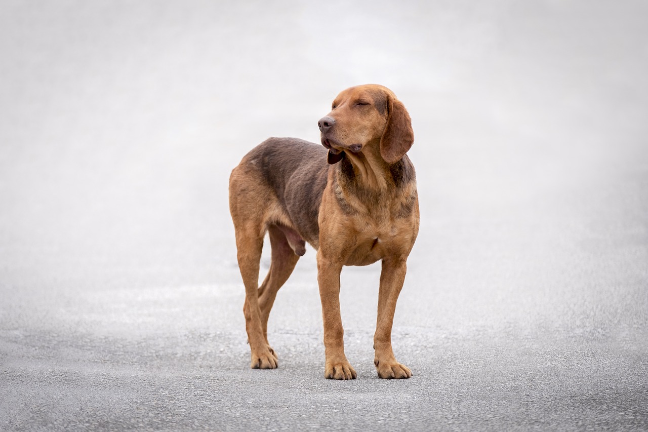 Redbone Coonhounds: The Fiery Southern Treasures with Heart and Soul to Spare