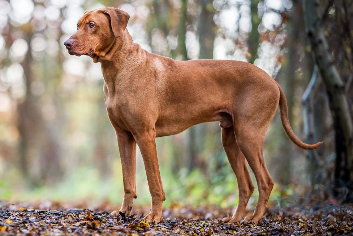 The Ultimate Guide to Rhodesian Ridgebacks: Everything You Need to Know About These Majestic Lion Dogs