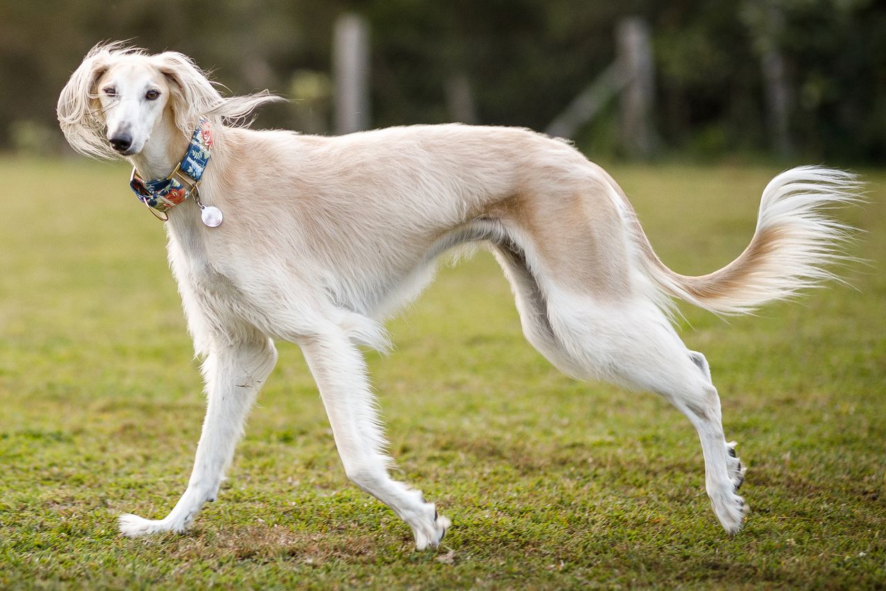 Salukis: The Ancient Desert Hounds with Timeless Grace and Dignity