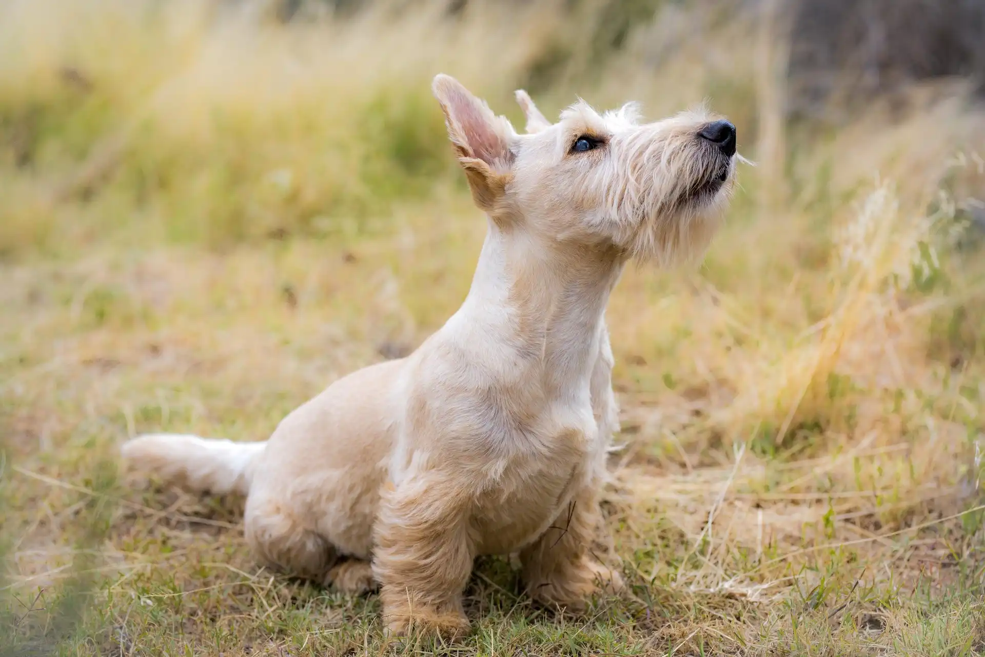 Scottish Terrier