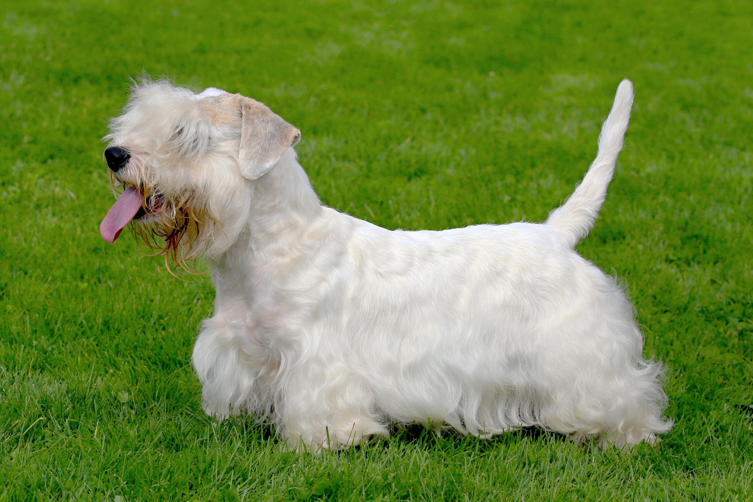 The Charming and Courageous Sealyham Terrier: A Low-Riding Legend