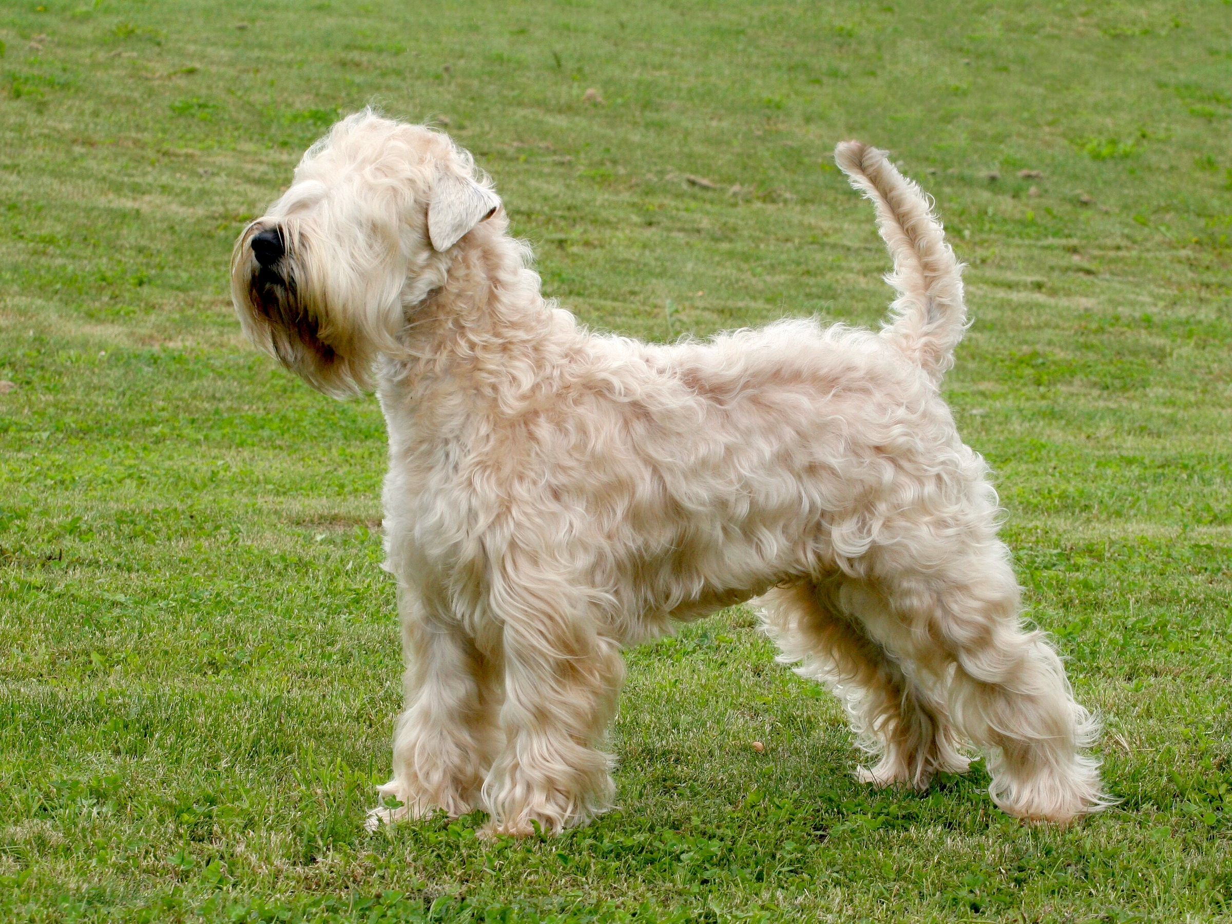 Soft-Coated Wheaten Terrier