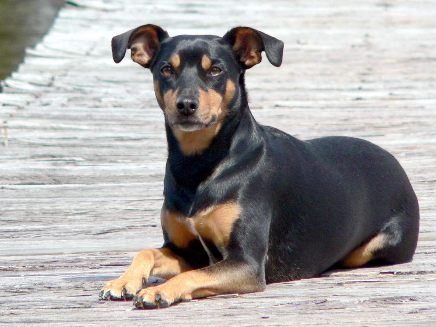 The Sleek and Spirited Standard Manchester Terrier: More Than Just a Pretty Face
