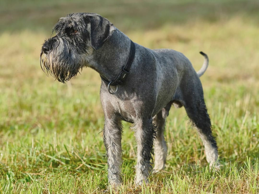 Standard Schnauzer: The Bearded, Brilliant Working Dog with Major Personality