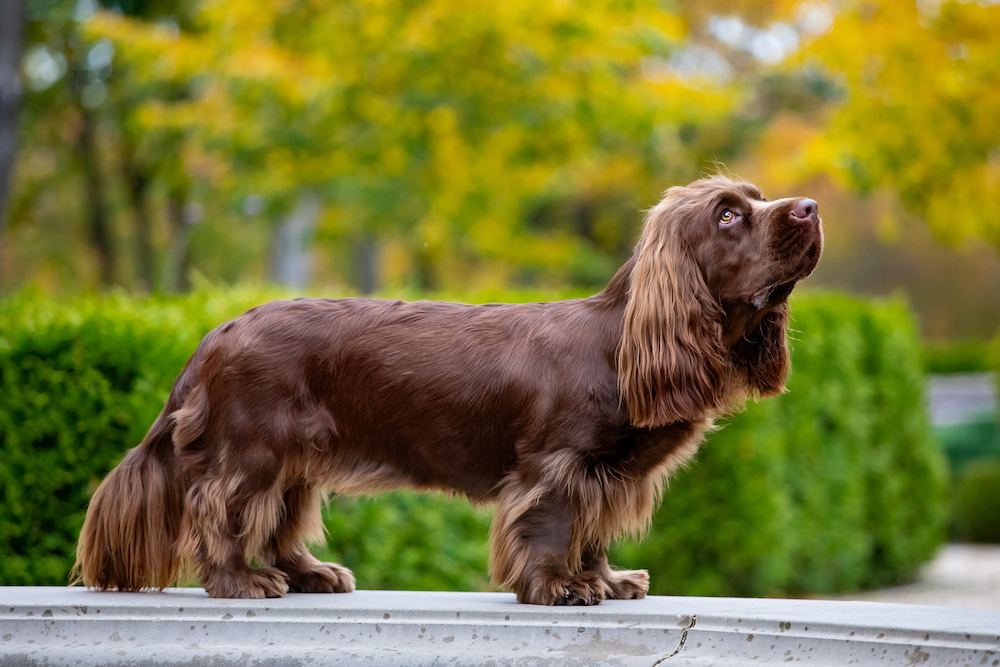 Sussex Spaniel: The Rare Golden Liver Sporting Dog with a Distinctive Voice (Complete Breed Guide)