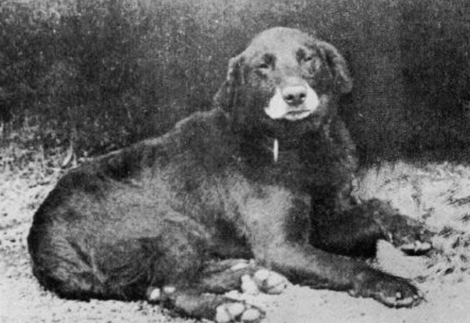 The Longest-Living Lab Made It to 27 Years