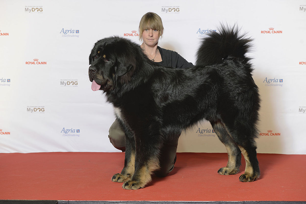 Tibetan Mastiff: The Ancient Guardian of the Himalayas with a Lion’s Mane and Loyal Heart
