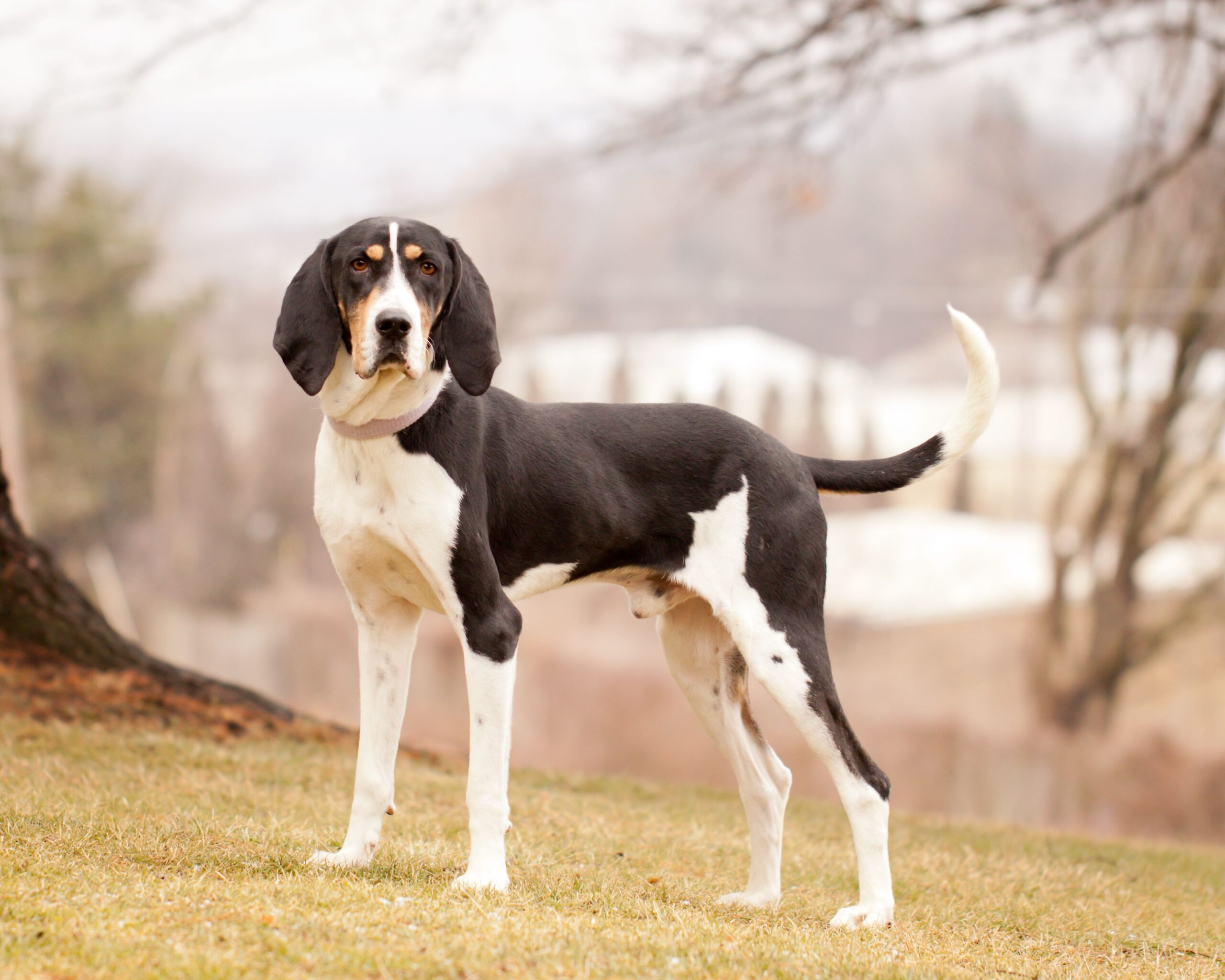 Treeing Walker Coonhounds: The Vocal, Energetic, and Brilliant Hunters of the South