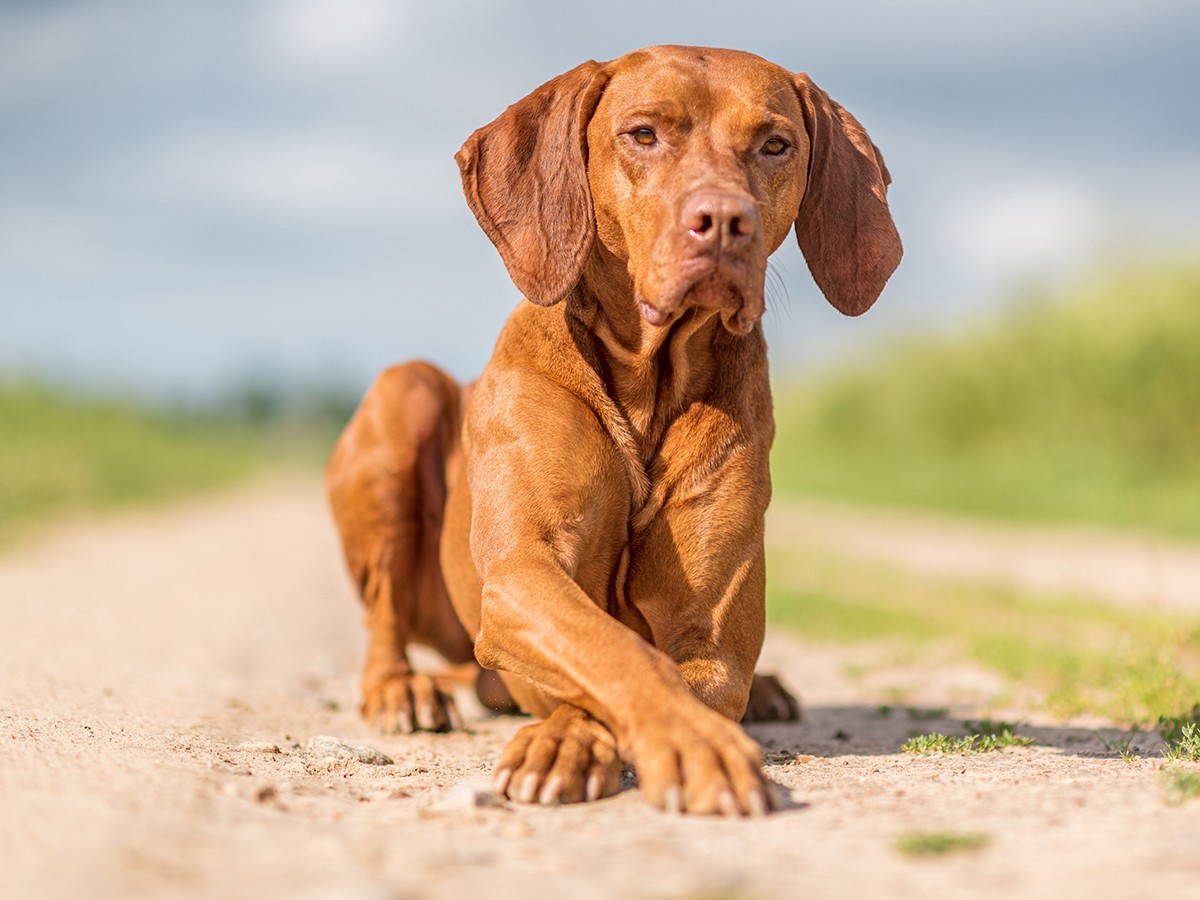 Vizsla: Hungary’s Remarkable Golden Sporting Dog