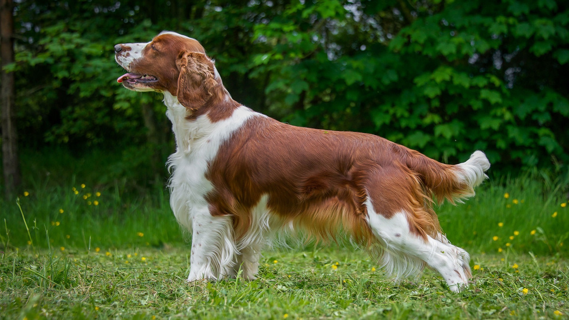 Welsh Springer Spaniel: The Hidden Gem of the Spaniel World (Complete Breed Guide)