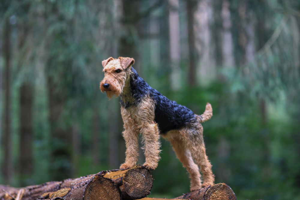 Welsh Terrier