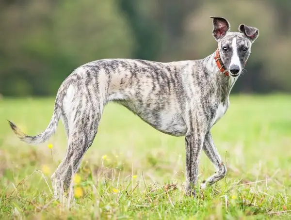 Whippets: The Elegant Speedsters That Make Perfect Apartment Dogs
