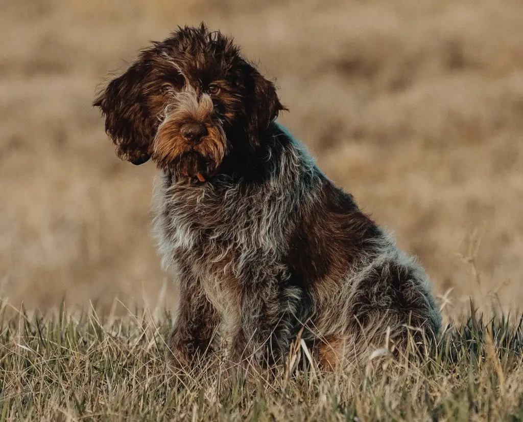 Wirehaired Pointing Griffon: The Supreme Hunter’s Companion