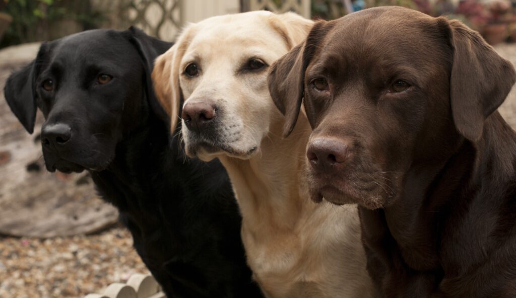 Yellow, black, and chocolate Labrador Retriever