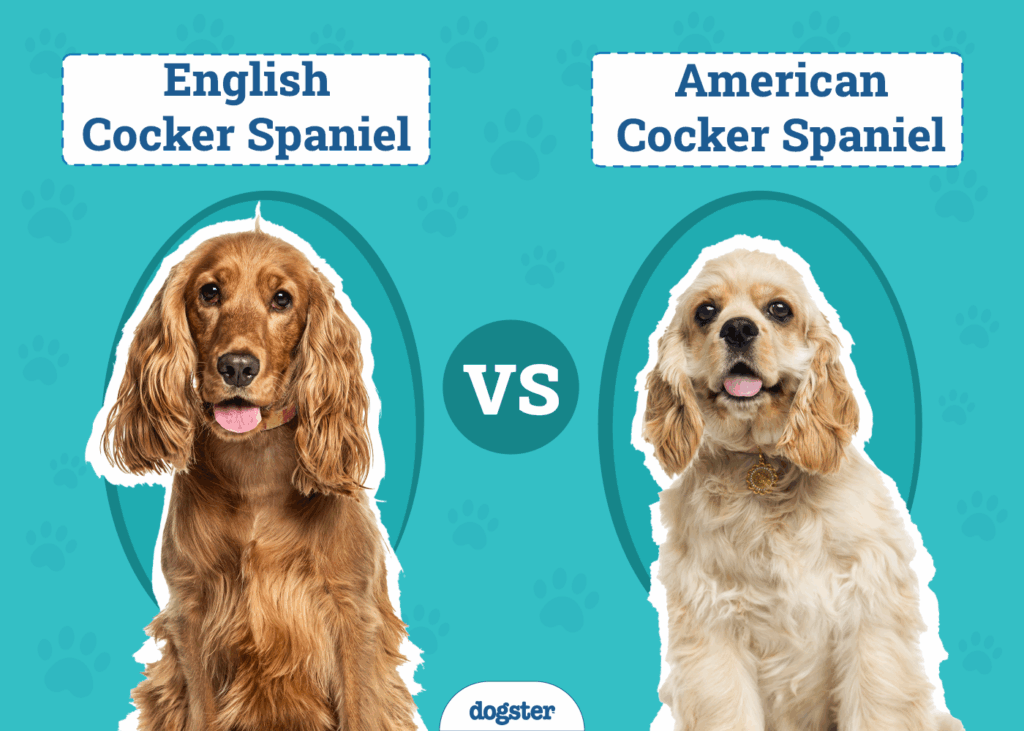 american cocker vs english cocker
