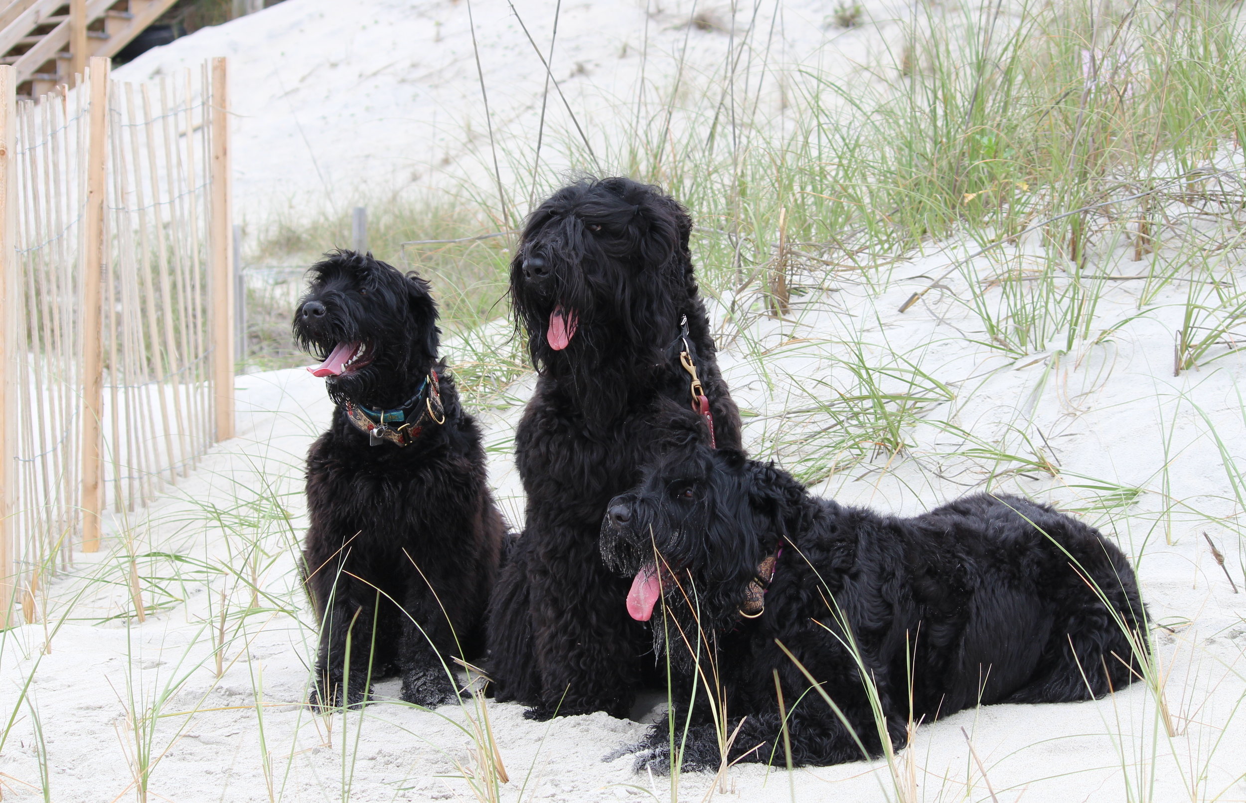 black russian terrier health testing