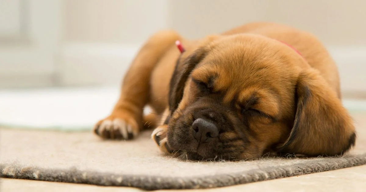 The Complete Guide to Dog Lifespans: How Long Different Breeds Live & Why