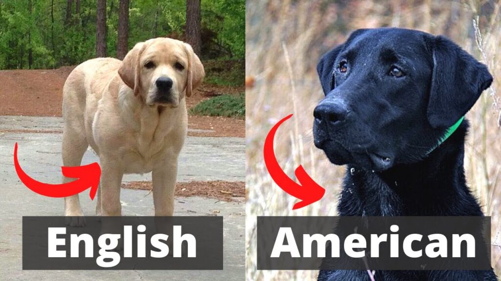 english and american labrador