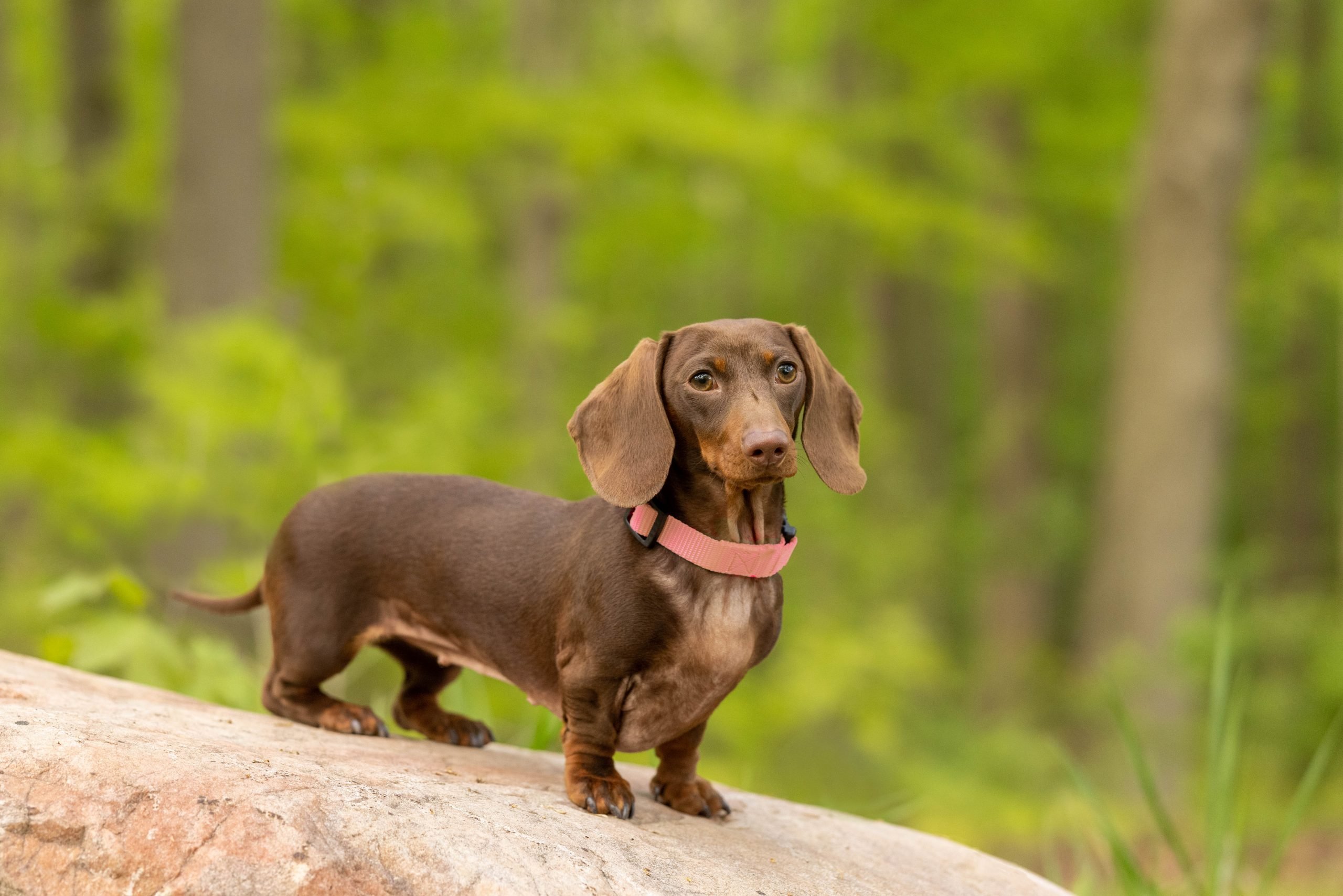 Dachshunds: The Spunky Little Sausages with Big Personalities
