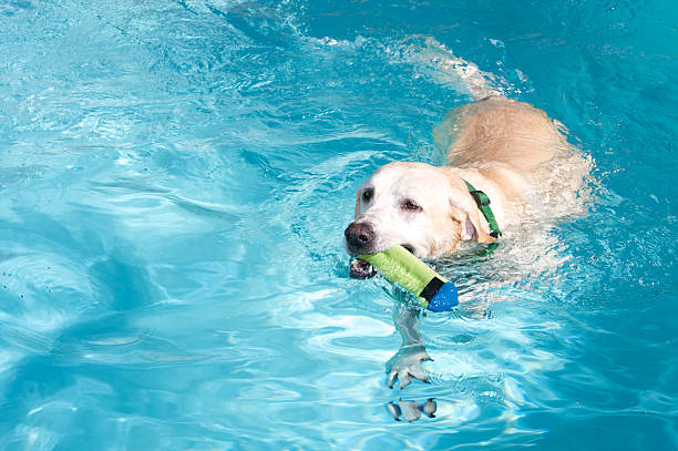 Labrador Retriever swimming